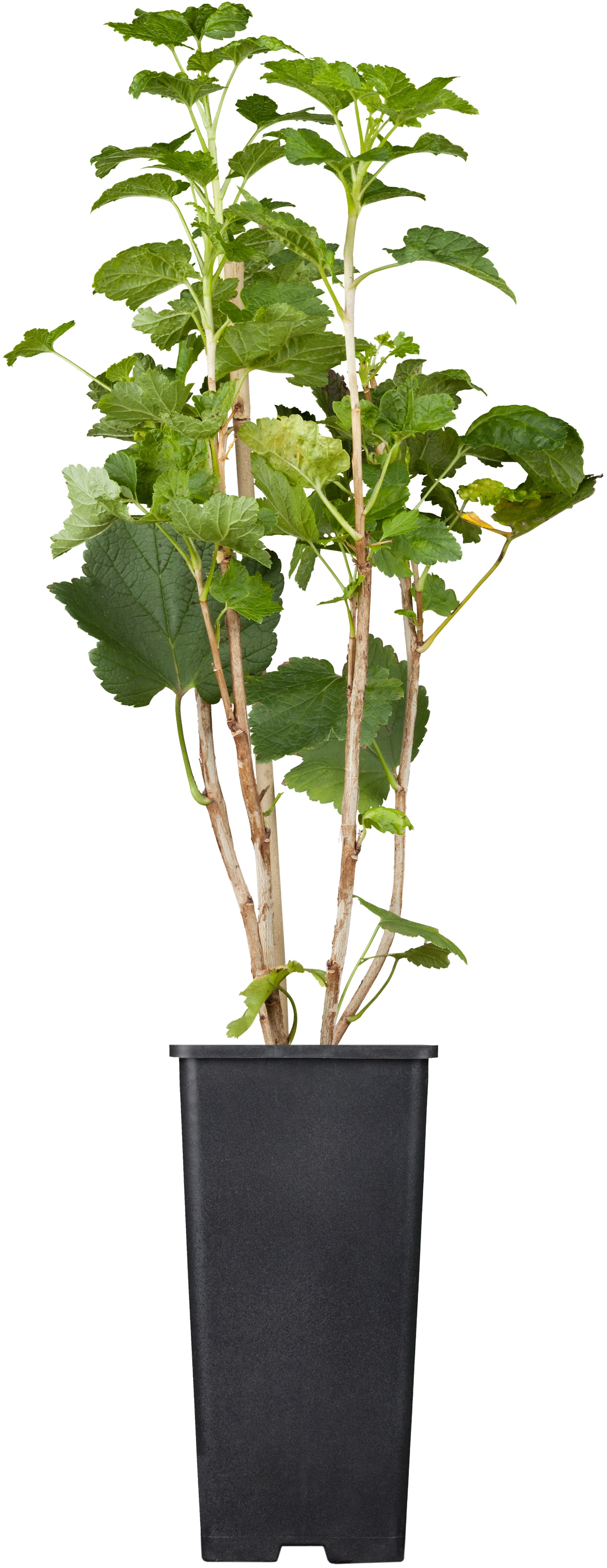Obstpflanzen & Gemüsepflanzen online kaufen bei OBI